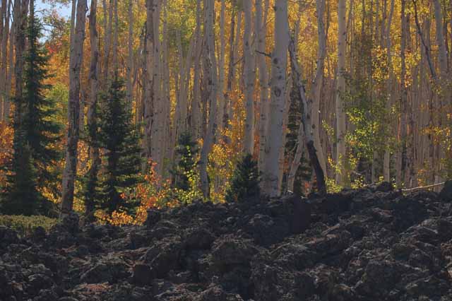 autumn leaves with lava flow
